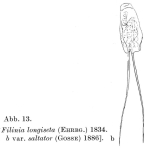 Filinia saltator