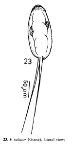 Filinia saltator