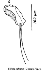 Filinia saltator