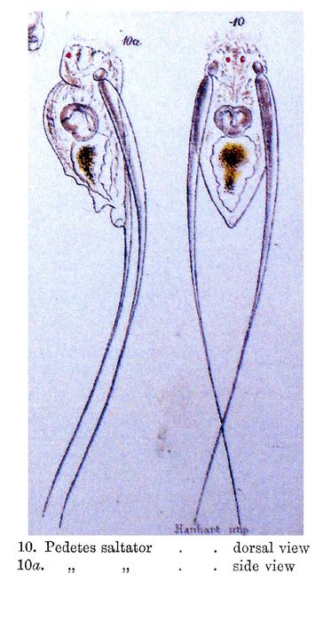 Filinia saltator - Original description image