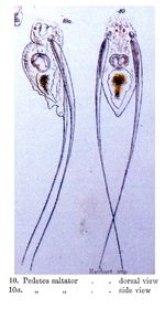 Filinia saltator