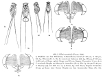 Filinia terminalis