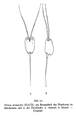 Filinia terminalis