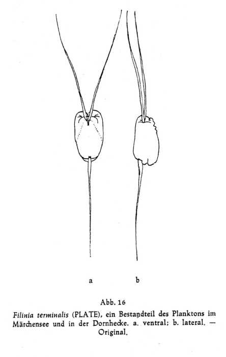 Filinia terminalis Filinia terminalis