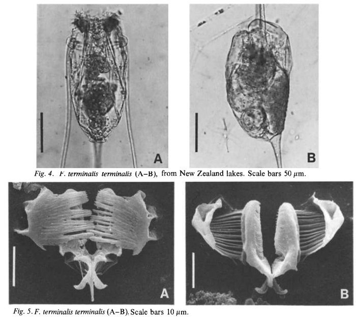 Filinia terminalis Filinia terminalis