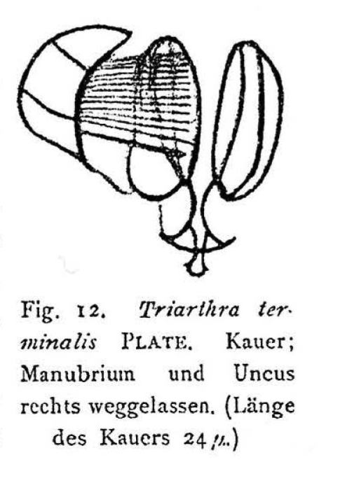 Filinia terminalis Filinia terminalis