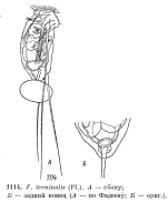 Filinia terminalis