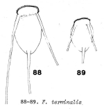 Filinia terminalis