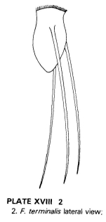 Filinia terminalis