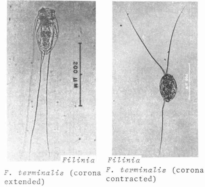 Filinia terminalis Filinia terminalis