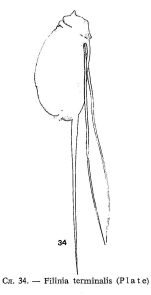 Filinia terminalis