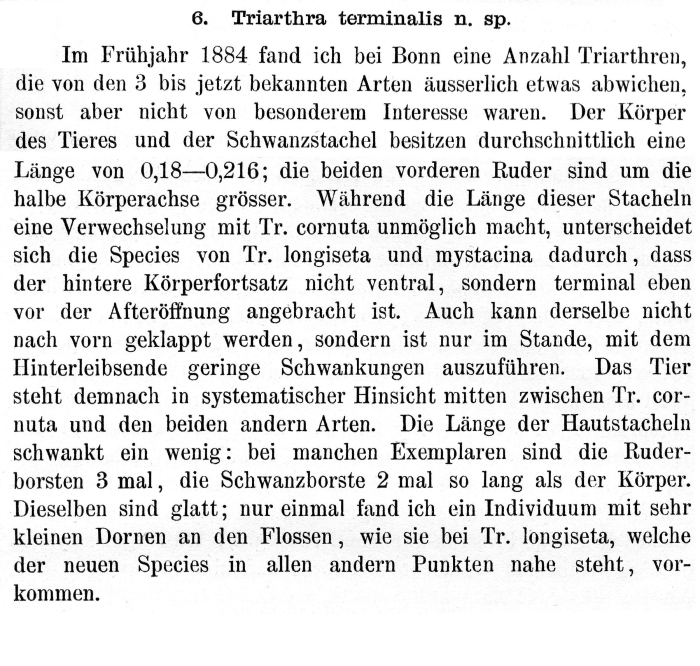 Filinia terminalis - Original description image