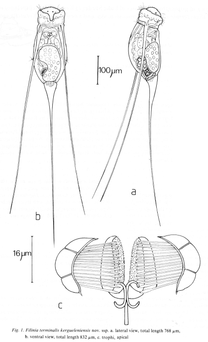 Filinia terminalis kergueleniensis - Original description image