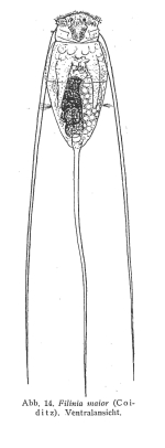 Filinia terminalis var. maior