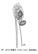 Filinia terminalis var. maior
