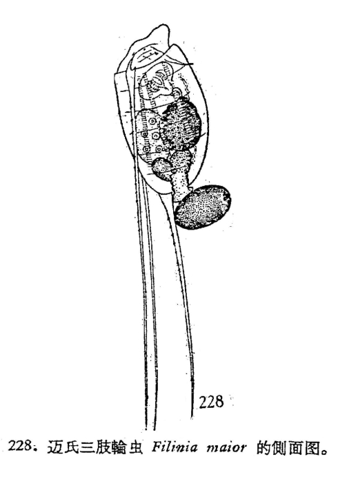 Filinia terminalis var. maior Filinia terminalis var. maior