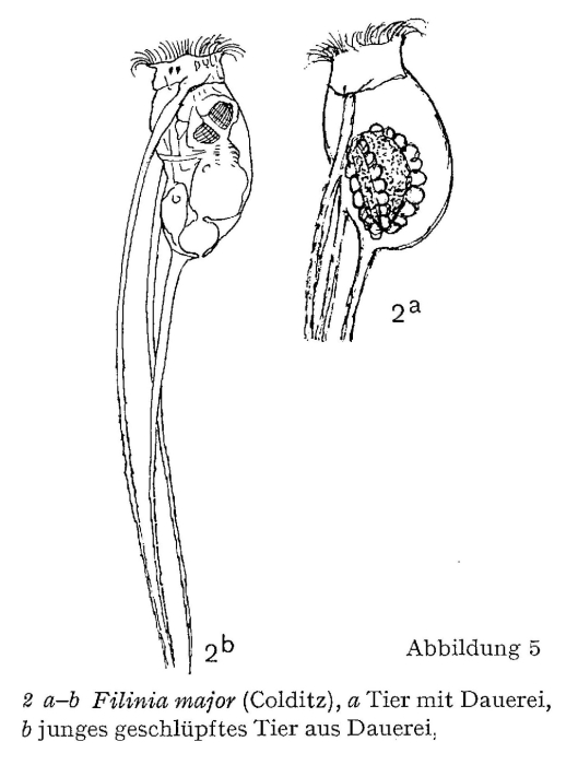Filinia terminalis var. maior Filinia terminalis var. maior