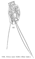 Filinia terminalis var. maior