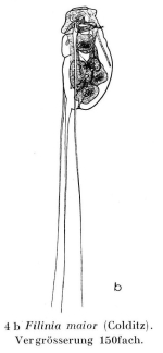 Filinia terminalis var. maior