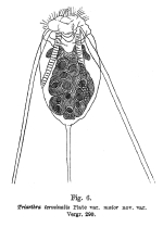 Filinia terminalis var. maior - Original description image