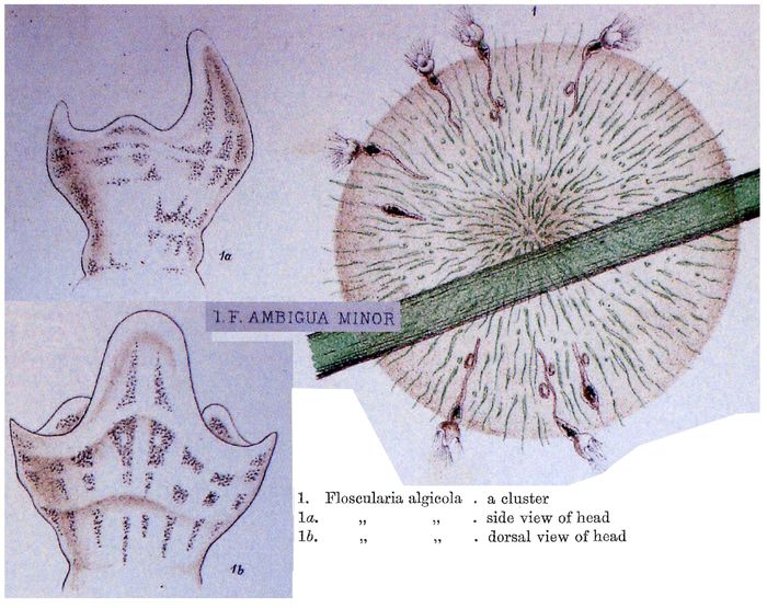 Floscularia ambigua minor - Original description image