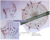 Floscularia ambigua minor