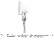 Floscularia appendiculata - Original description image
