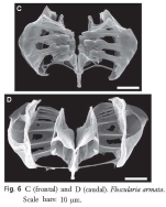 Floscularia armata