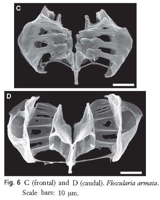 Floscularia armata Floscularia armata