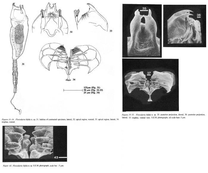 Floscularia bifida - Original description image