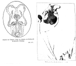 Floscularia bursdorffae - Original description image