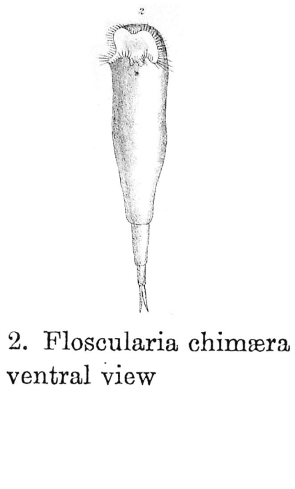 Floscularia chimaera - Original description image