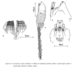 Floscularia conifera