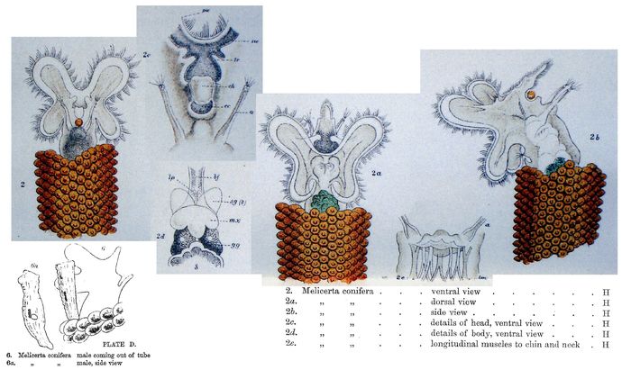 Floscularia conifera - Original description image