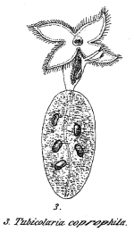 Floscularia coprophila - Original description image