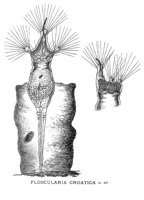 Floscularia croatica - Original description image