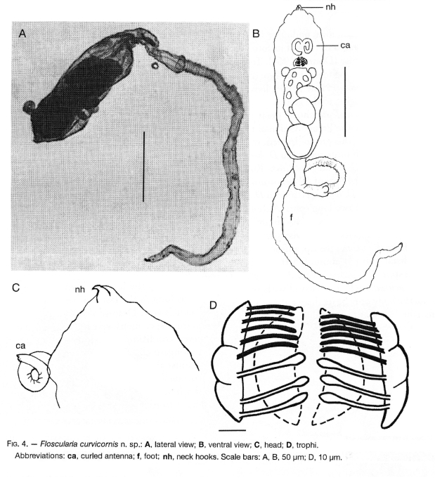 Floscularia curvicornis - Original description image