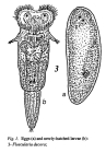 Floscularia decora