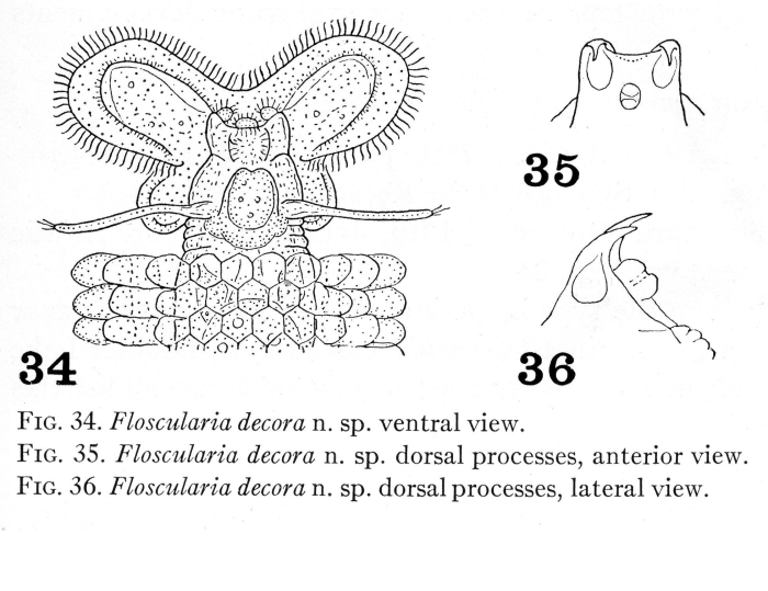 Floscularia decora - Original description image