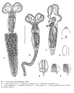 Floscularia janus
