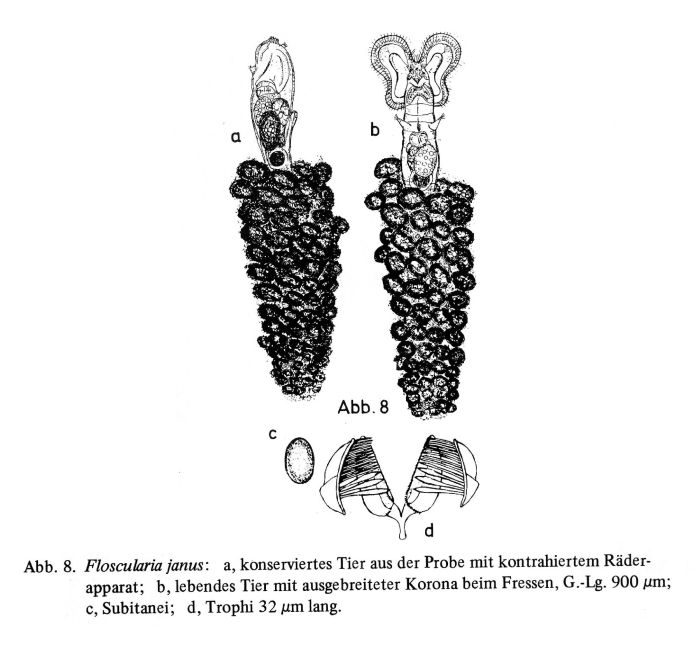 Floscularia janus Floscularia janus