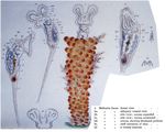 Floscularia janus