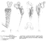 Floscularia janus - Original description image