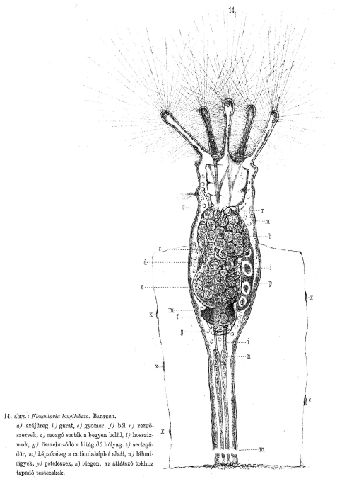 Floscularia longilobata - Original description image
