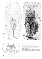 Floscularia melicerta