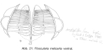 Floscularia melicerta