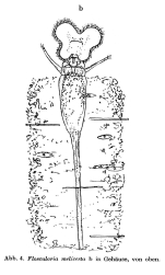 Floscularia melicerta