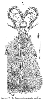 Floscularia melicerta
