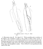 Floscularia nuda - Original description image