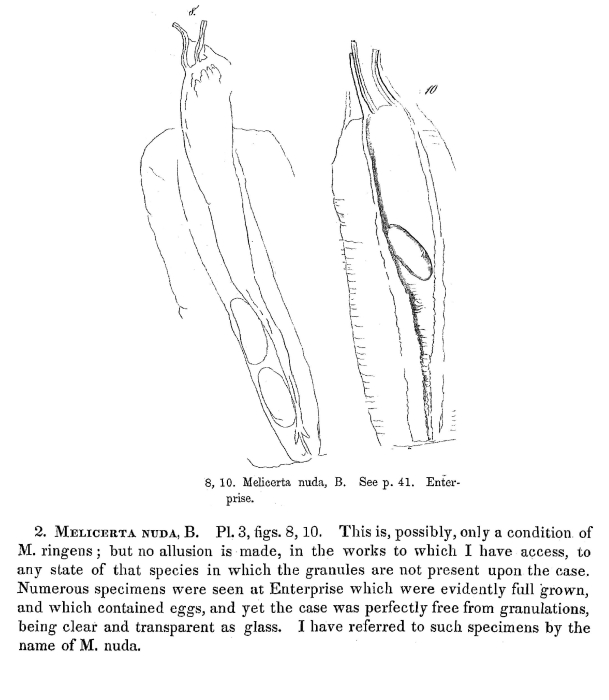 Floscularia nuda - Original description image